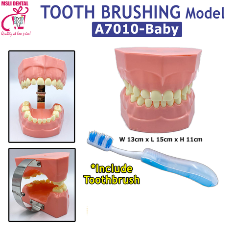 Tooth Brushing Model.png