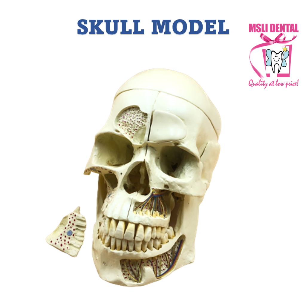 Skull Model.png