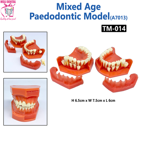 Mixed Age Paedodontic Model.png