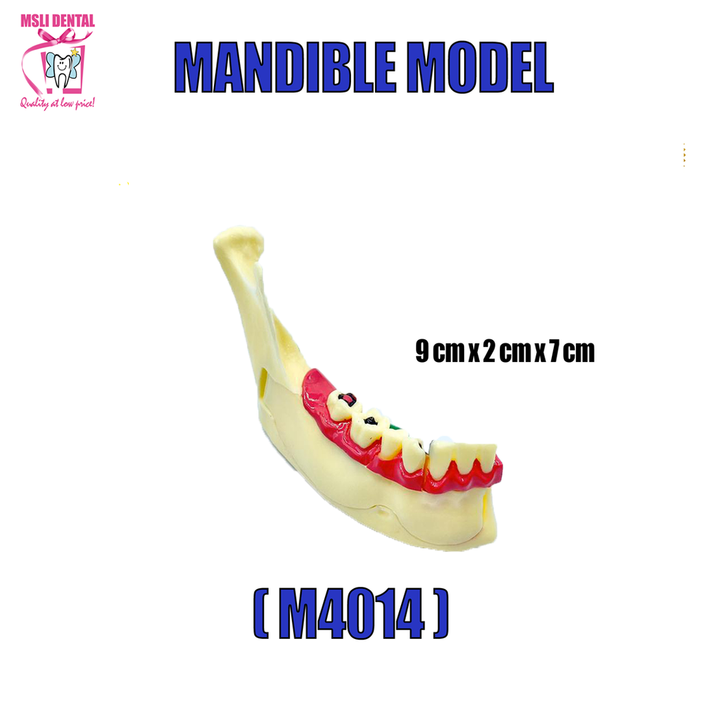 Mandible Model.png
