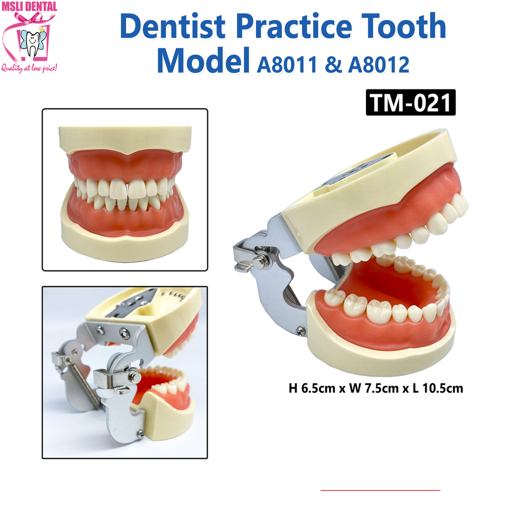 Dentist Practice Tooth Model.png