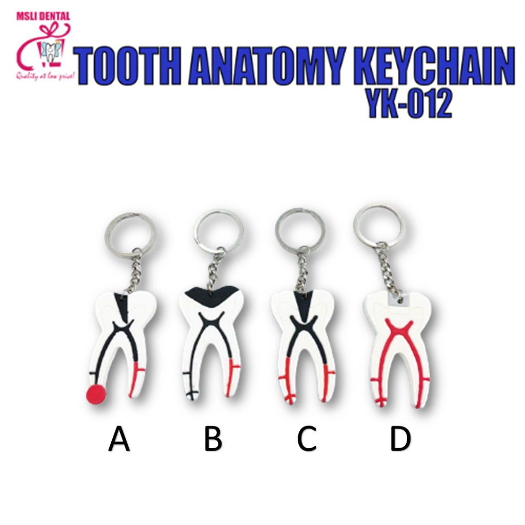 Tooth Anatomy Keychain.png