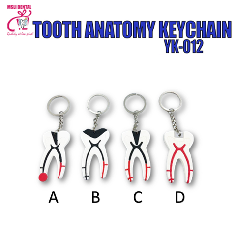 Tooth Anatomy Keychain.png