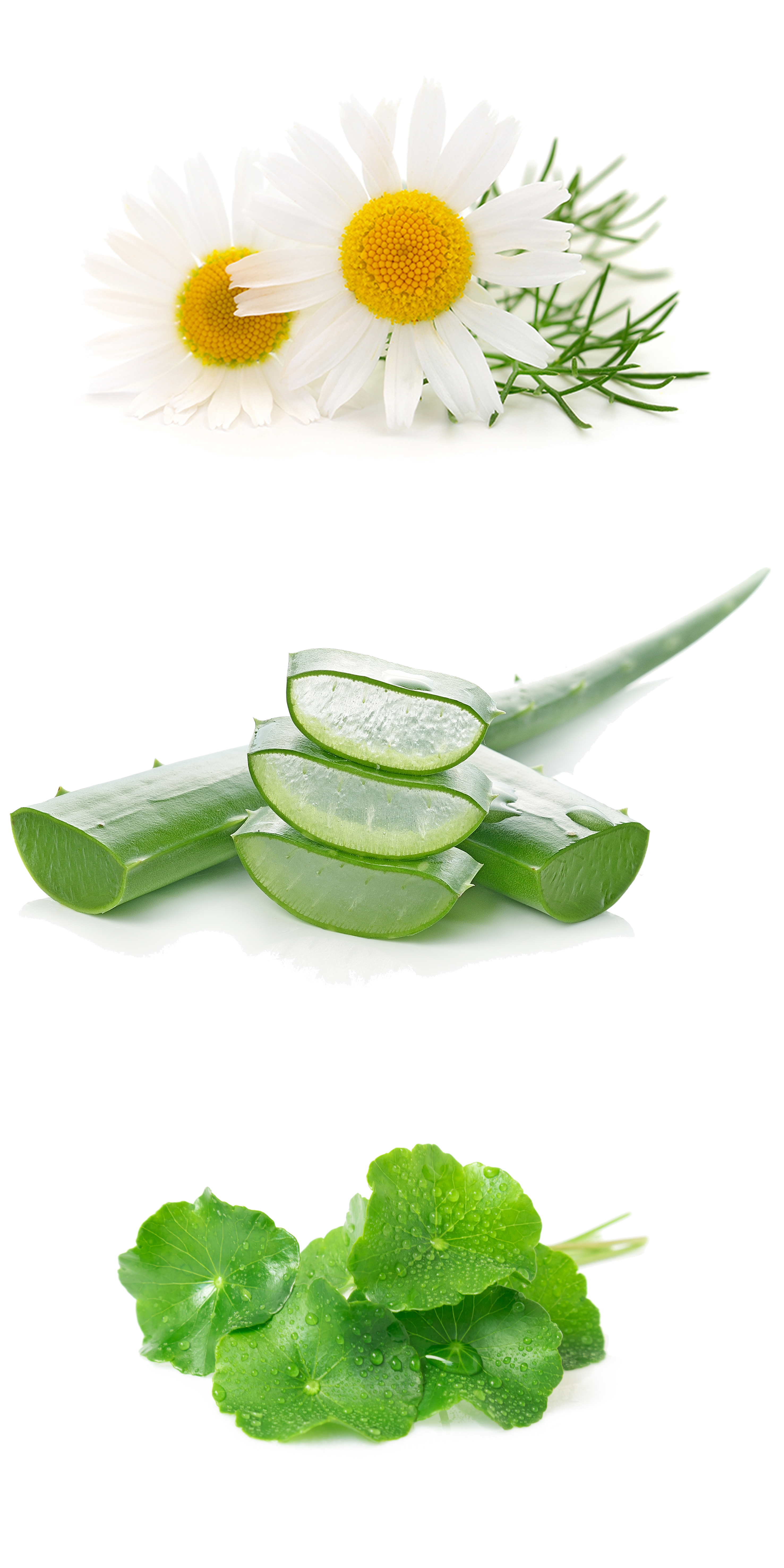 Regenerative Cream Ingredients-1