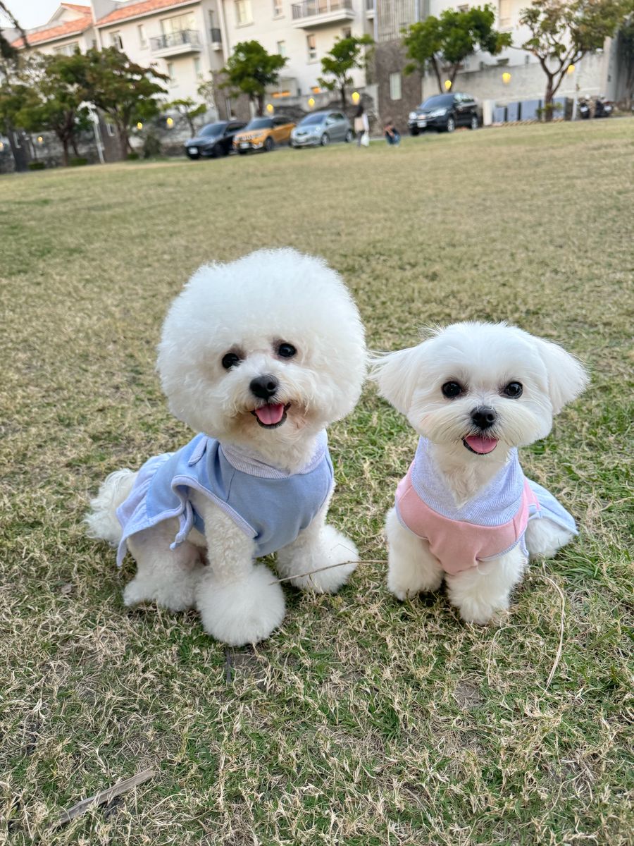 Ownny Pet_Chumi韓國代購寵物服飾 | 