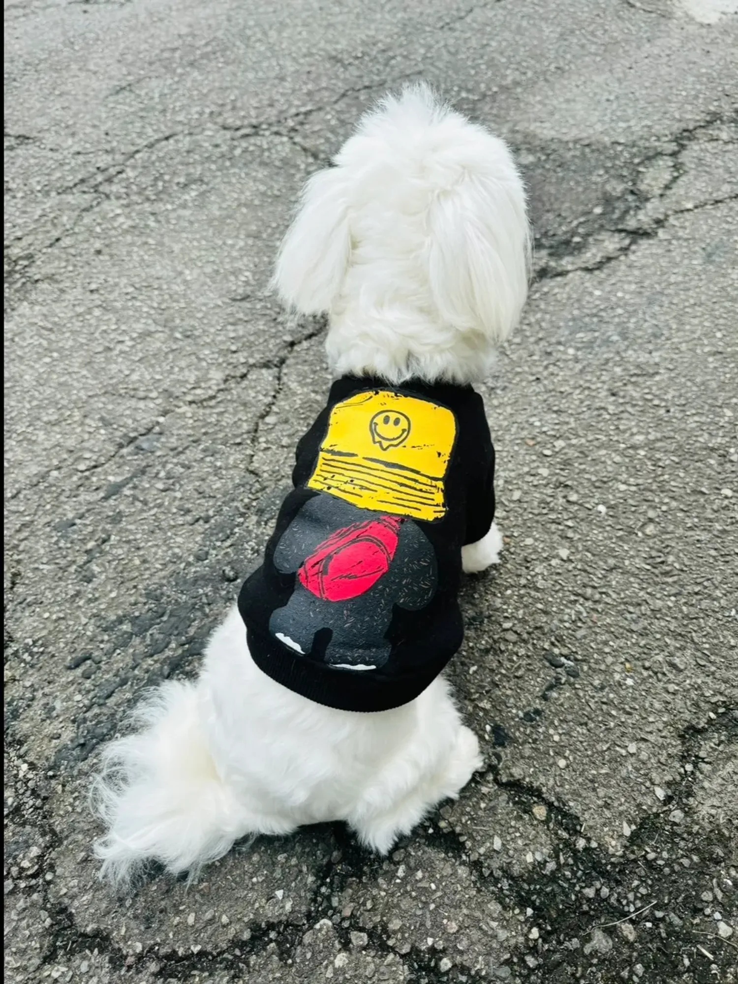 Ownny Pet_Chumi韓國代購寵物服飾 | 