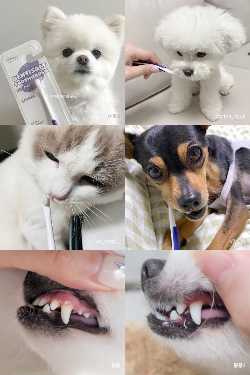 LINE_ALBUM_DENTISOFT寵物牙刷牙間刷_260513_38