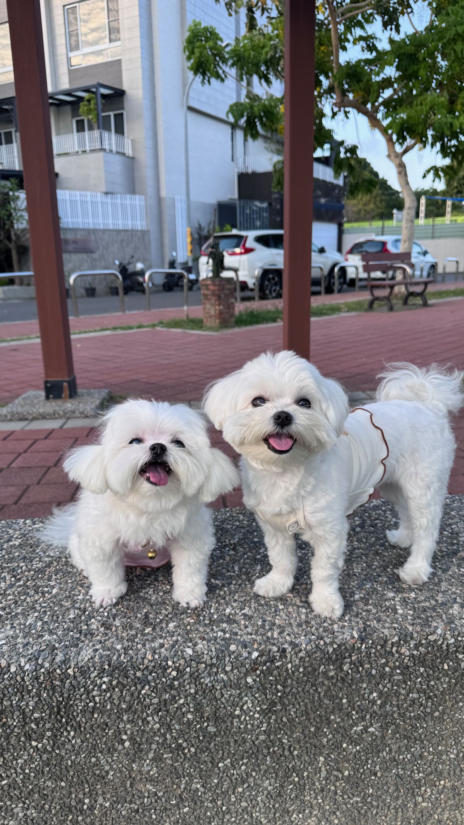 Ownny Pet_Chumi韓國代購寵物服飾 | 