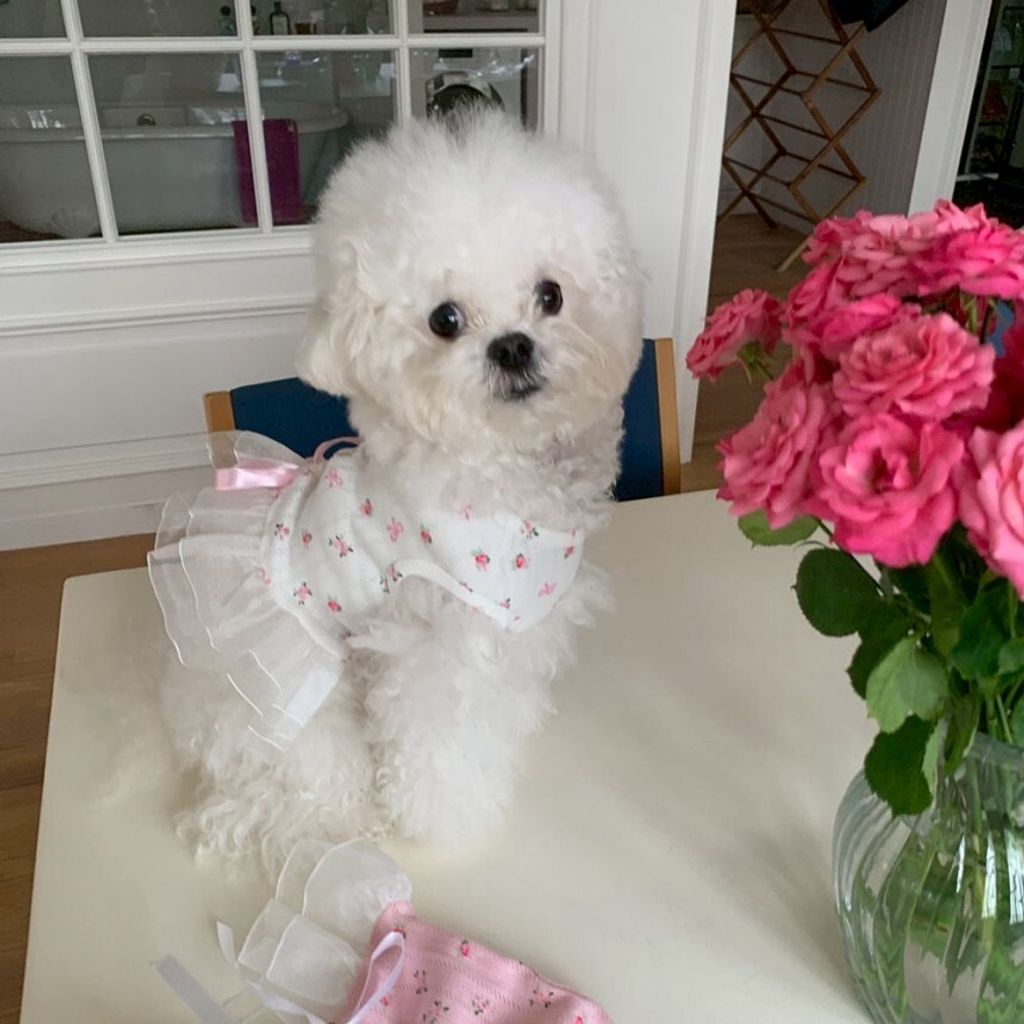 LINE_ALBUM_Doggyholic 4_260305_27