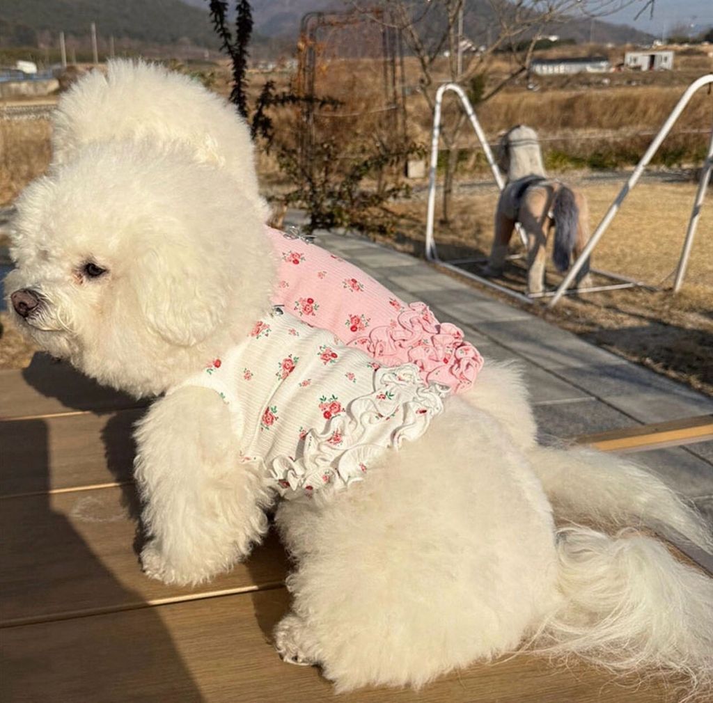 LINE_ALBUM_Zoobico_260525_14