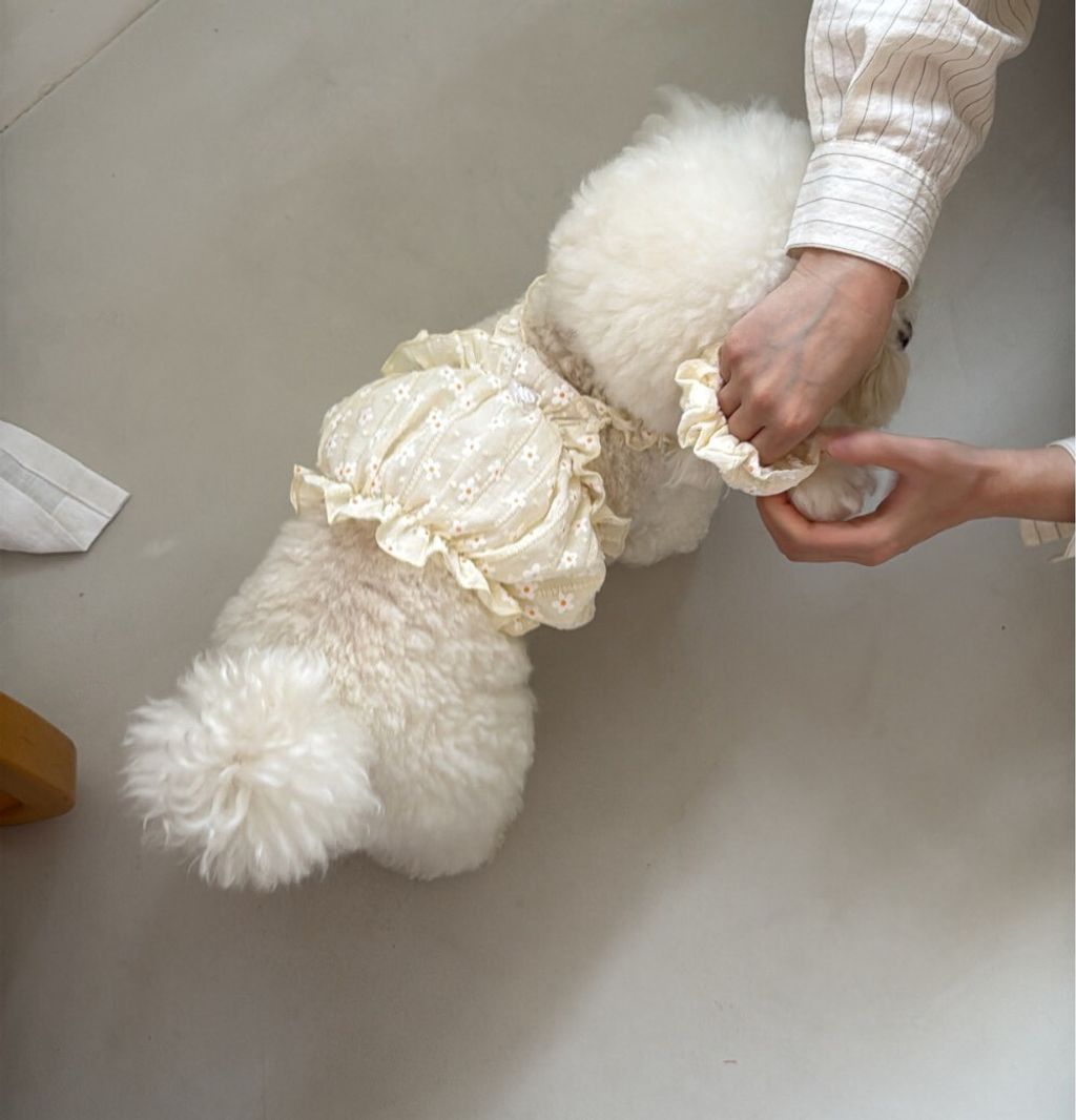 LINE_ALBUM_Dearmeong_260526_21