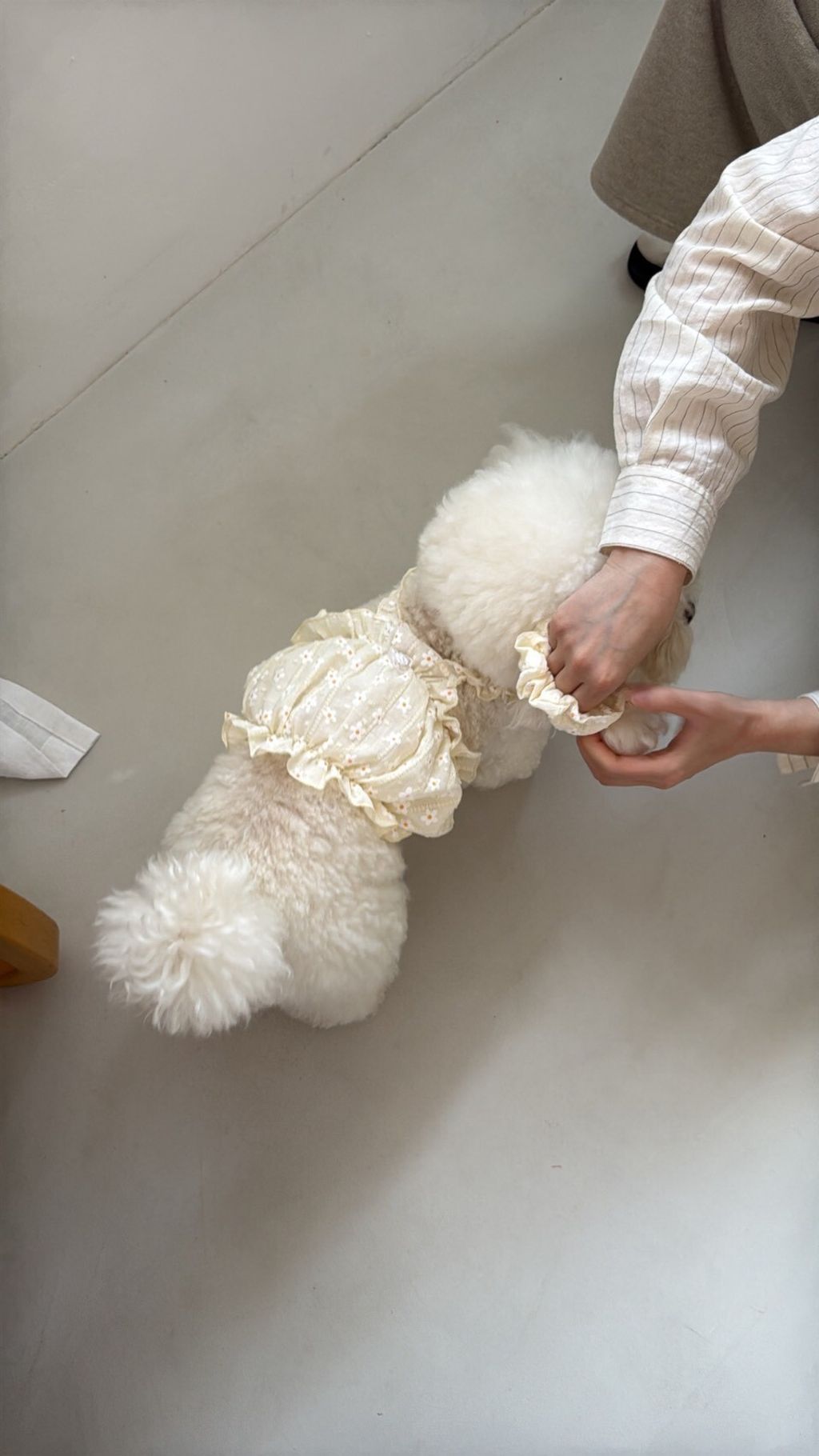 LINE_ALBUM_Dearmeong_260526_9