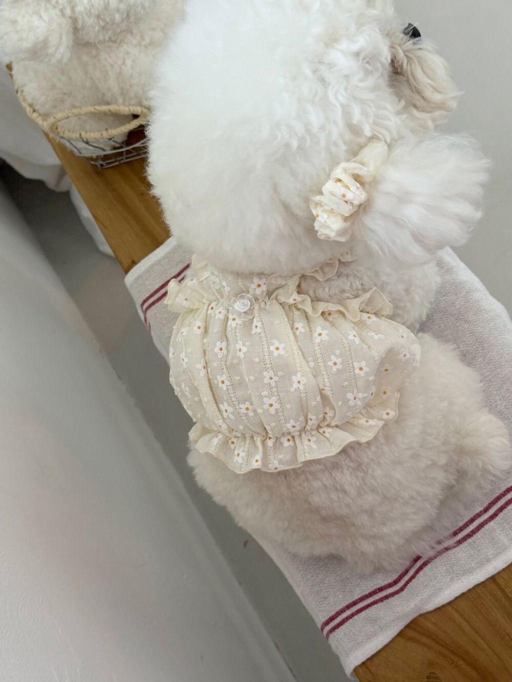 LINE_ALBUM_Dearmeong_260526_6