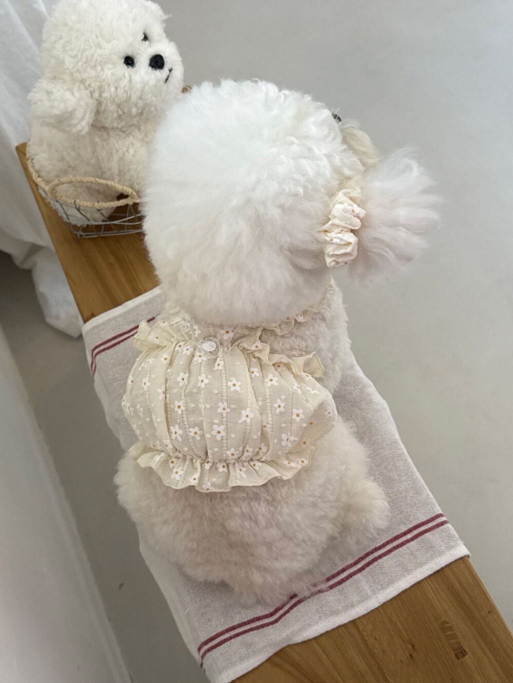 LINE_ALBUM_Dearmeong_260526_7