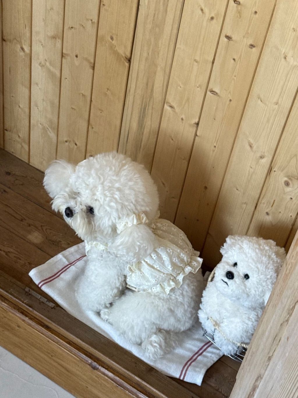 LINE_ALBUM_Dearmeong_260526_8