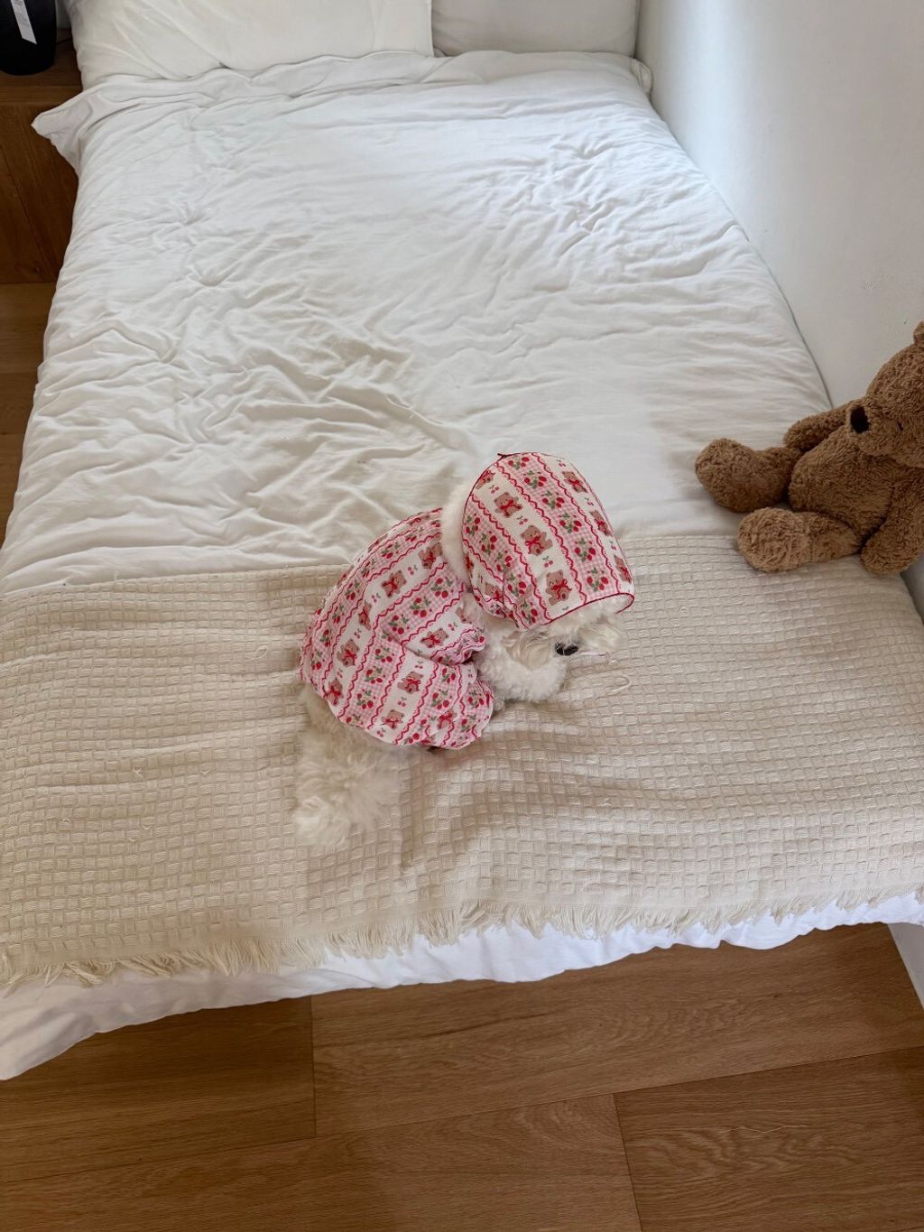LINE_ALBUM_Dearmeong_260526_37