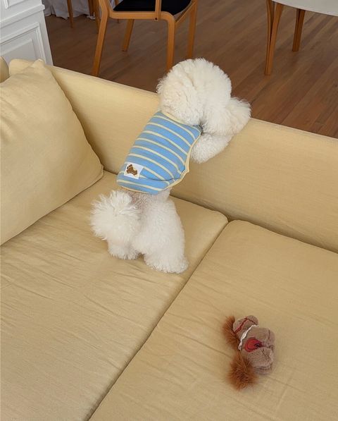 LINE_ALBUM_Dearmeong_260526_56