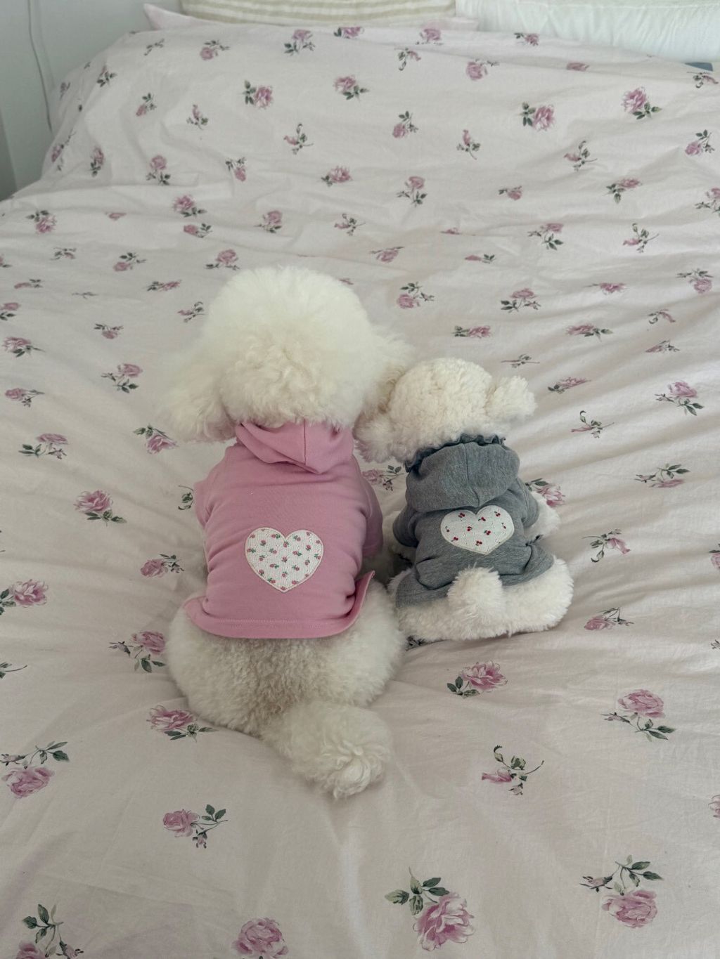 LINE_ALBUM_Dearmeong_260526_95