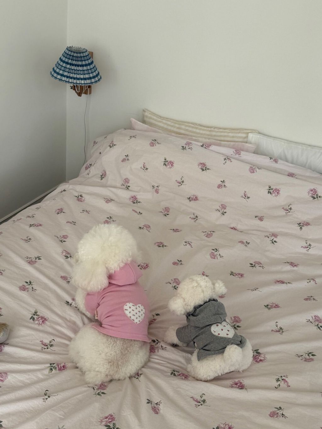 LINE_ALBUM_Dearmeong_260526_88