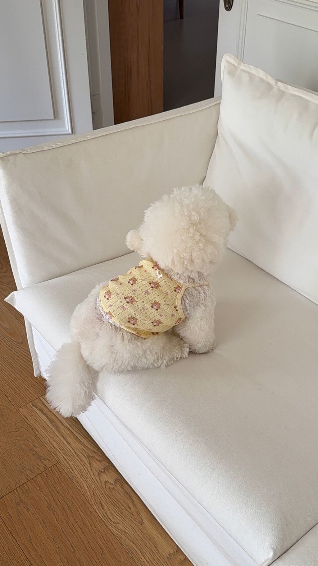 LINE_ALBUM_Dearmeong_260526_114
