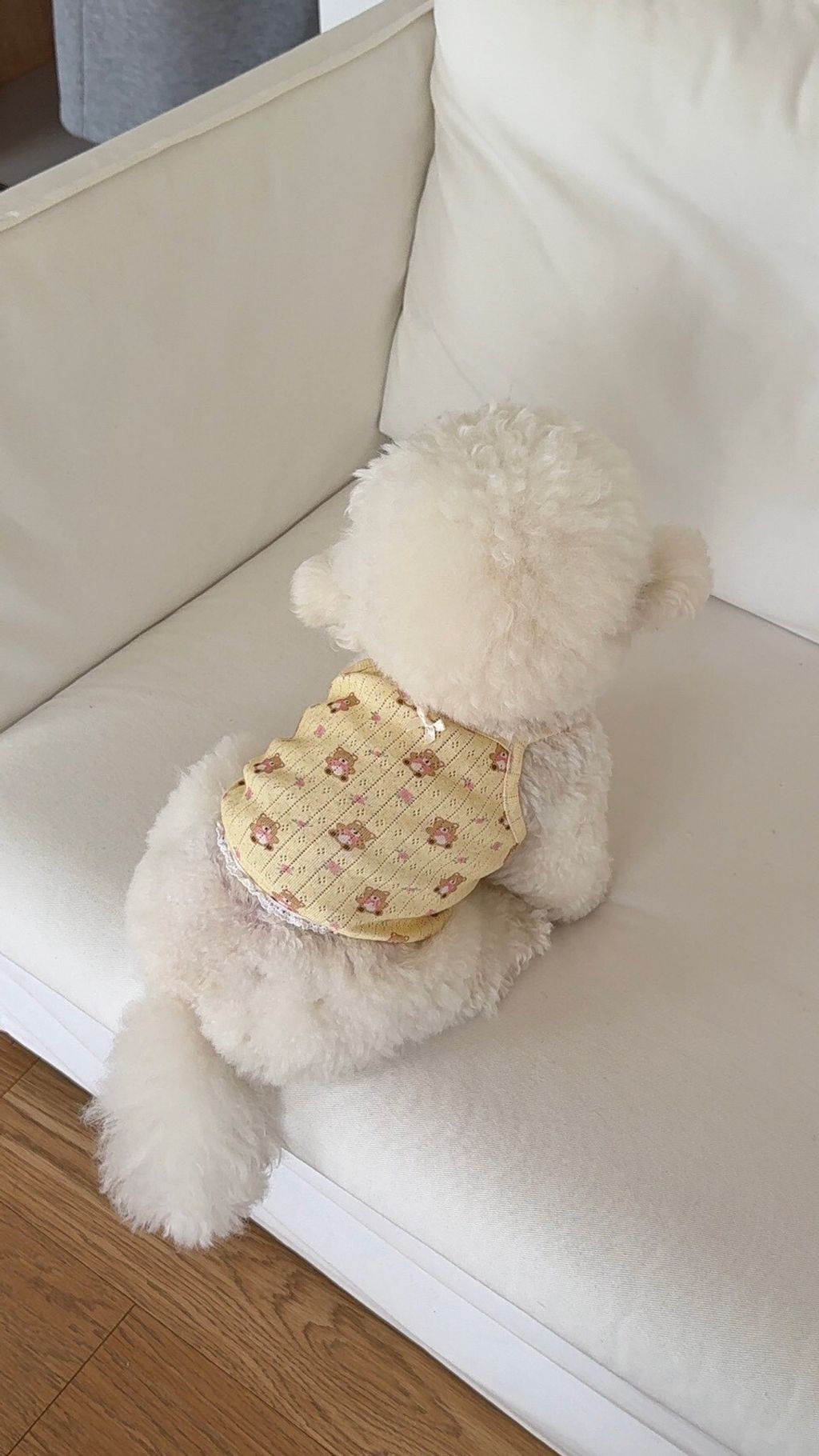 LINE_ALBUM_Dearmeong_260526_113