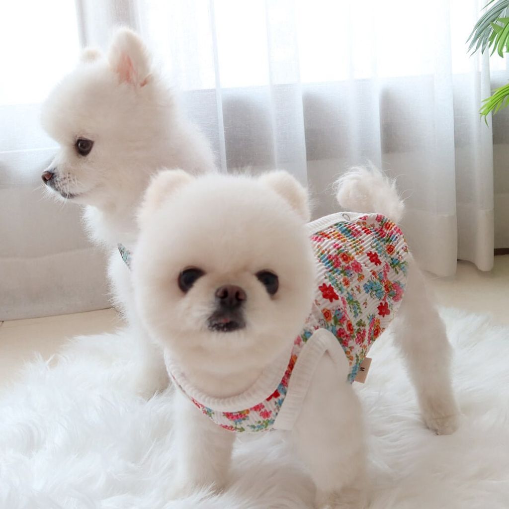 LINE_ALBUM_Honey dogg_260526_9
