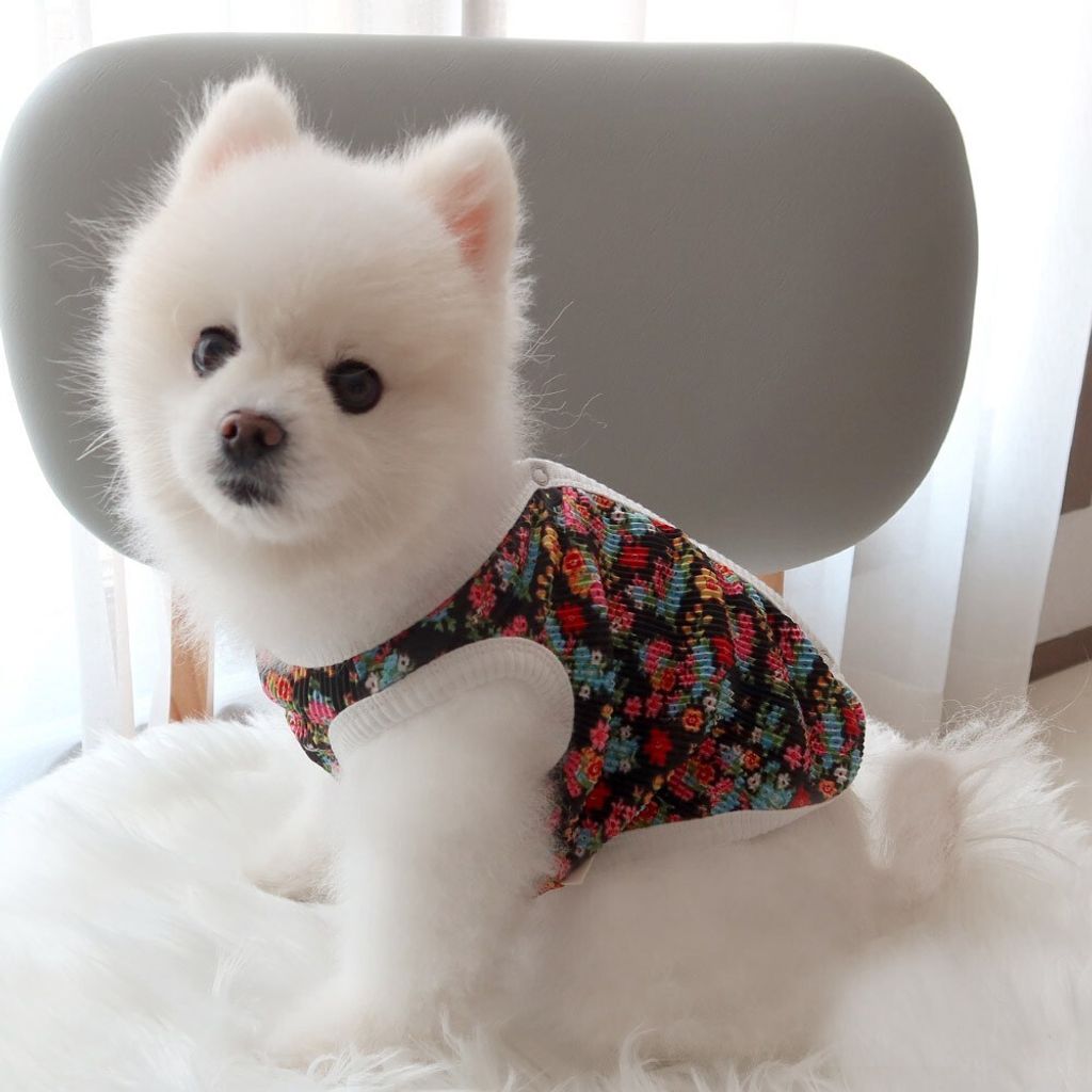 LINE_ALBUM_Honey dogg_260526_12