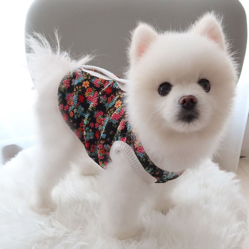 LINE_ALBUM_Honey dogg_260526_13