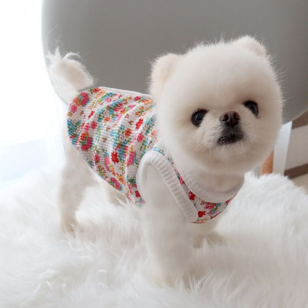 LINE_ALBUM_Honey dogg_260526_16