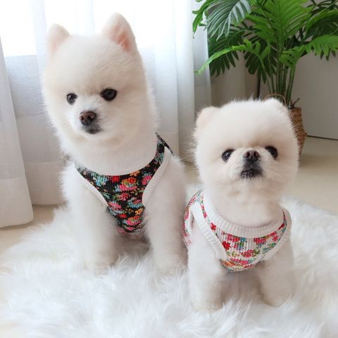 LINE_ALBUM_Honey dogg_260526_8