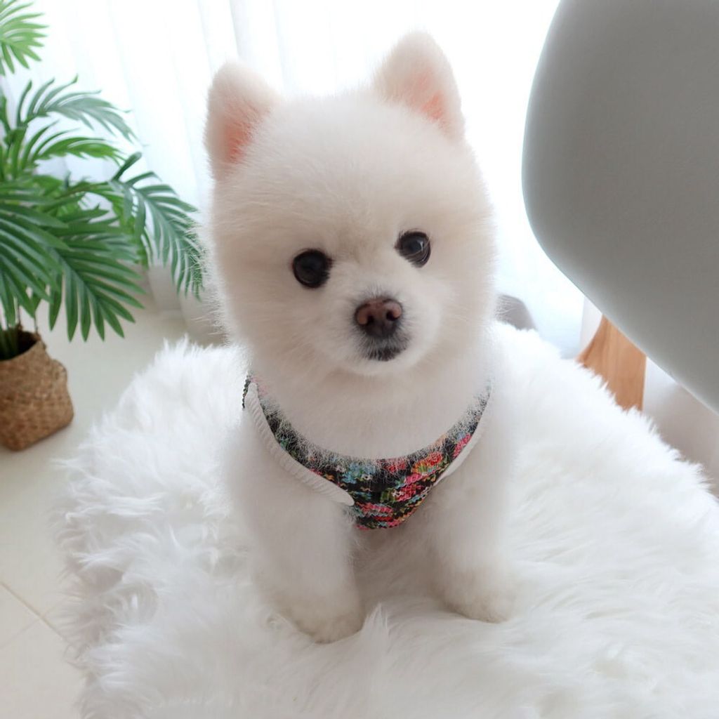 LINE_ALBUM_Honey dogg_260526_14