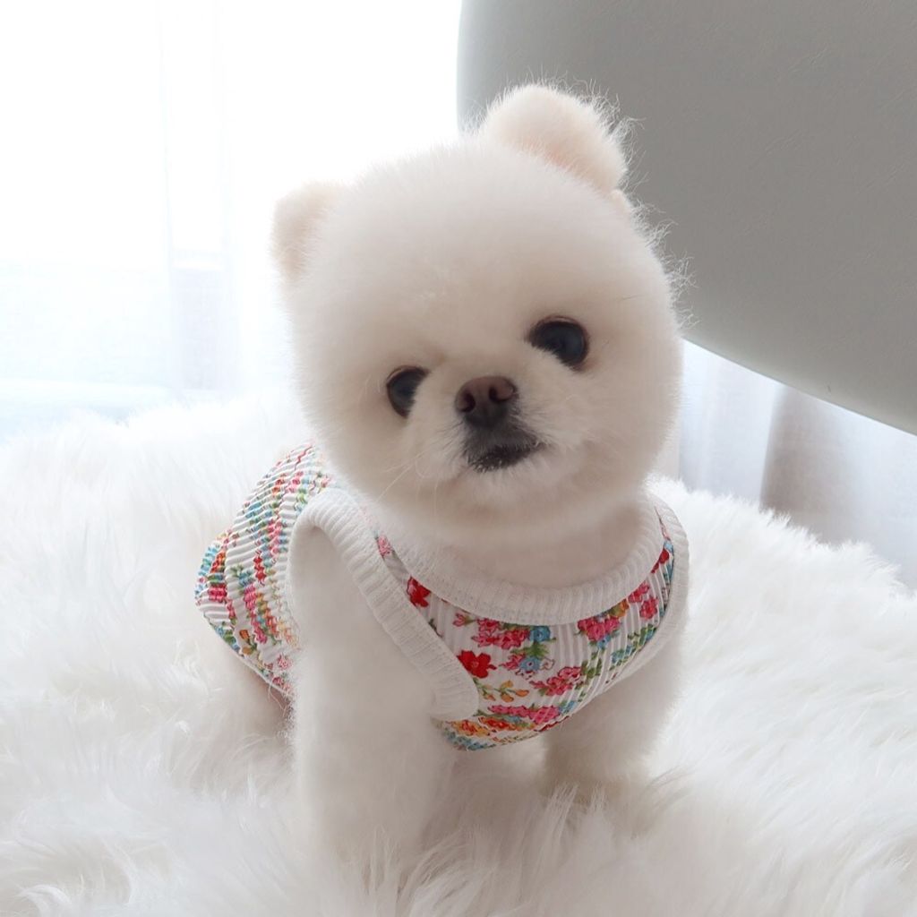 LINE_ALBUM_Honey dogg_260526_11