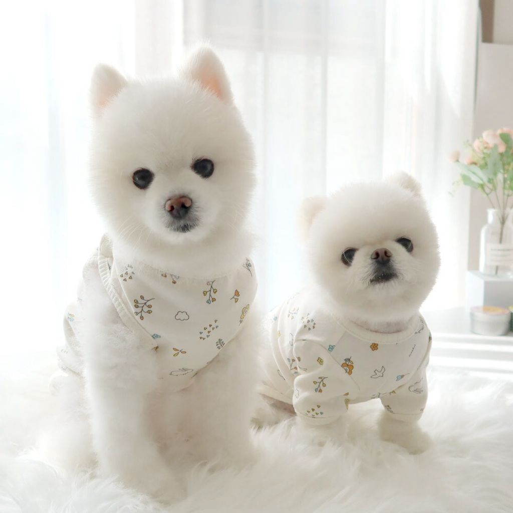 LINE_ALBUM_Honey dogg_260526_37