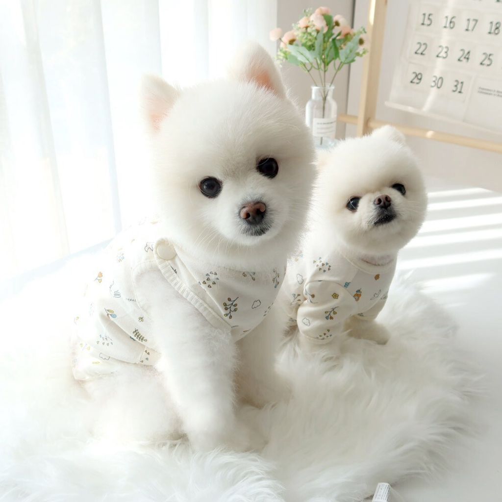LINE_ALBUM_Honey dogg_260526_39