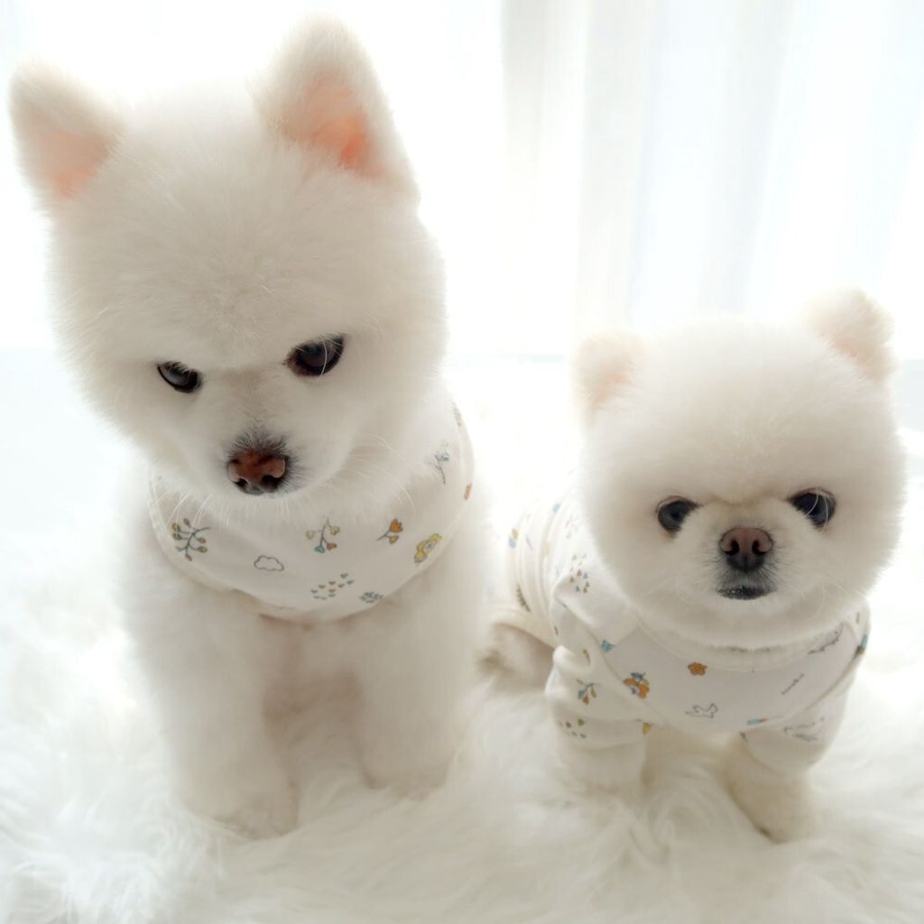 LINE_ALBUM_Honey dogg_260526_38