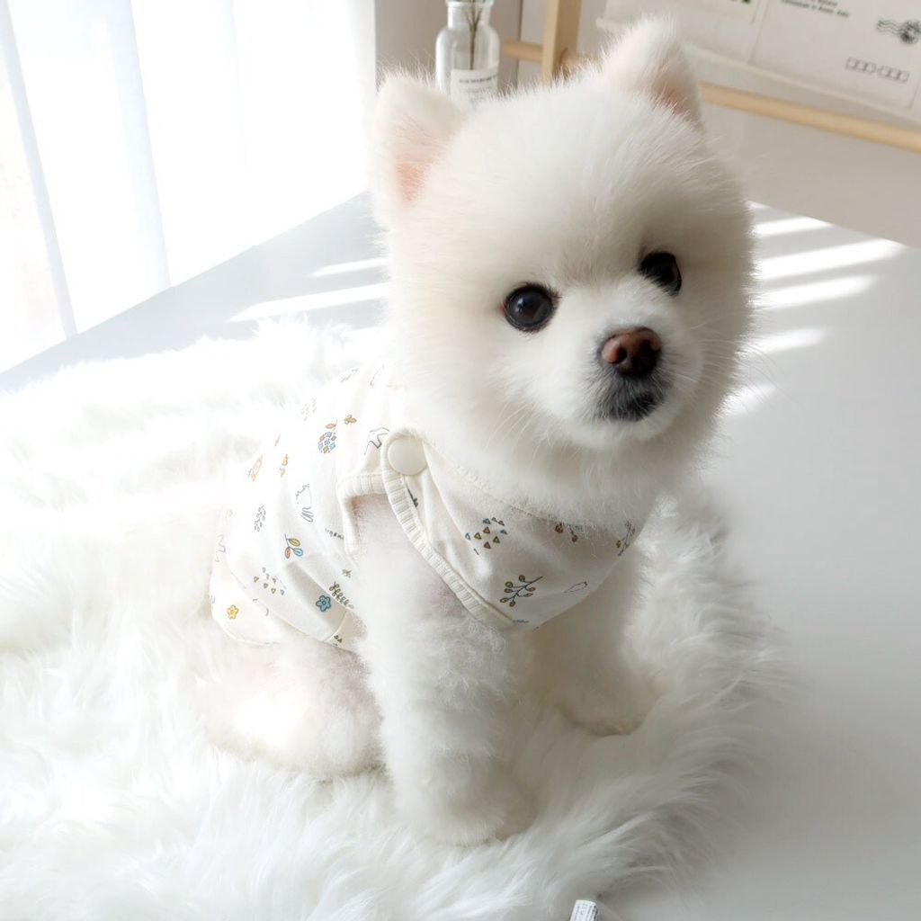 LINE_ALBUM_Honey dogg_260526_32
