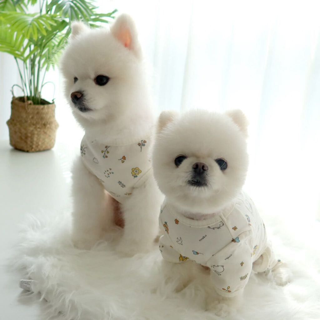 LINE_ALBUM_Honey dogg_260526_40