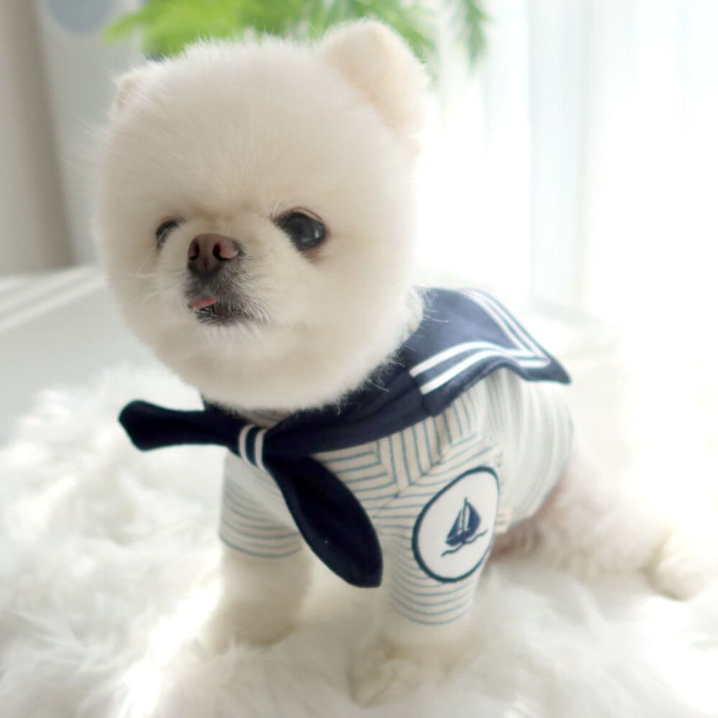 LINE_ALBUM_Honey dogg_260526_62