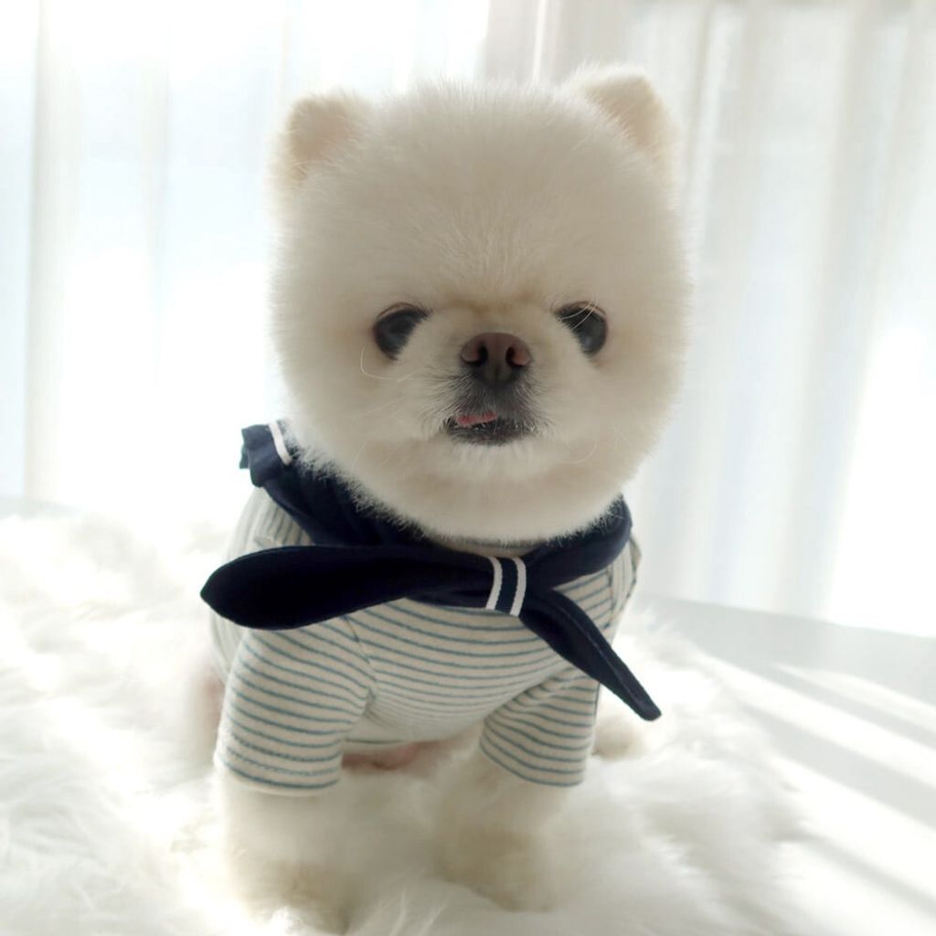 LINE_ALBUM_Honey dogg_260526_61