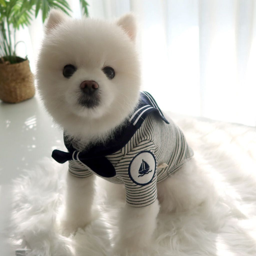 LINE_ALBUM_Honey dogg_260526_65