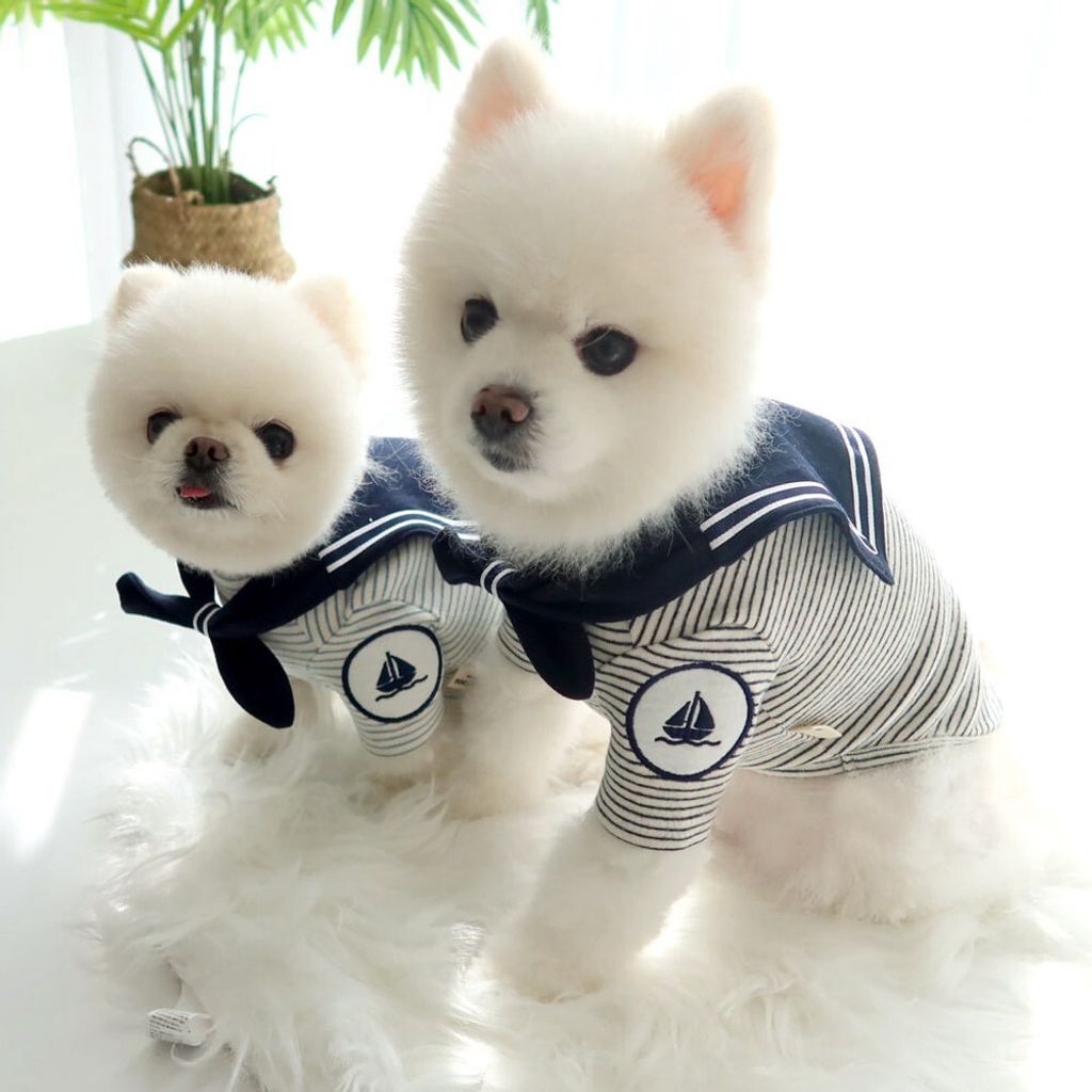 LINE_ALBUM_Honey dogg_260526_58