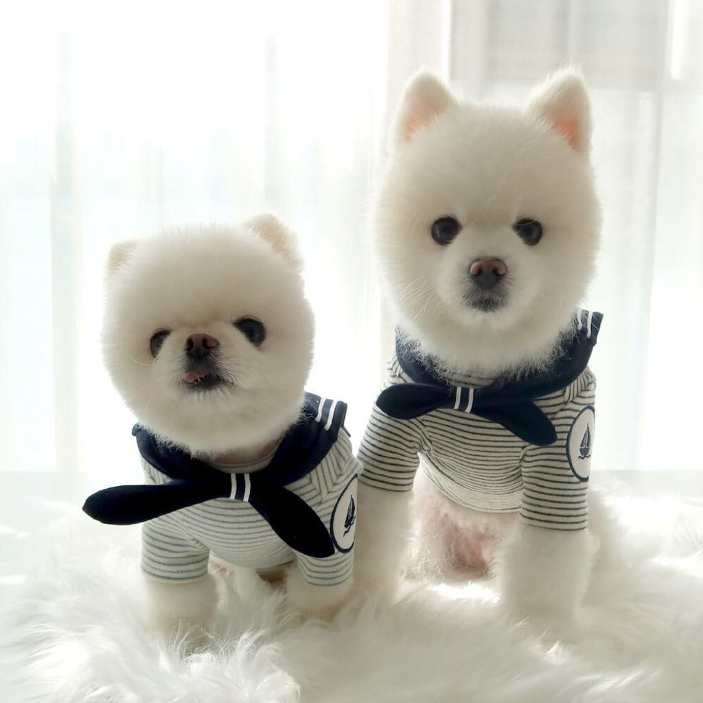 LINE_ALBUM_Honey dogg_260526_57