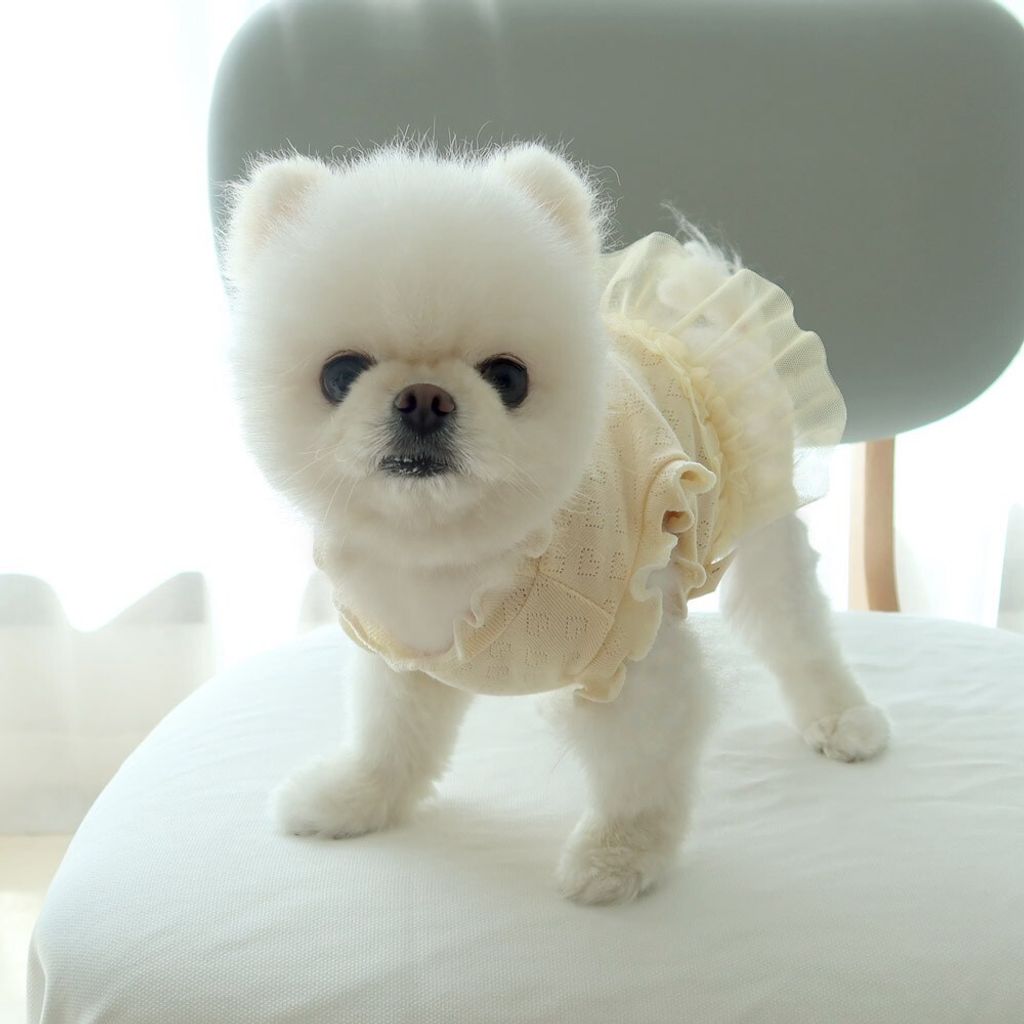 LINE_ALBUM_Honey dogg_260526_85