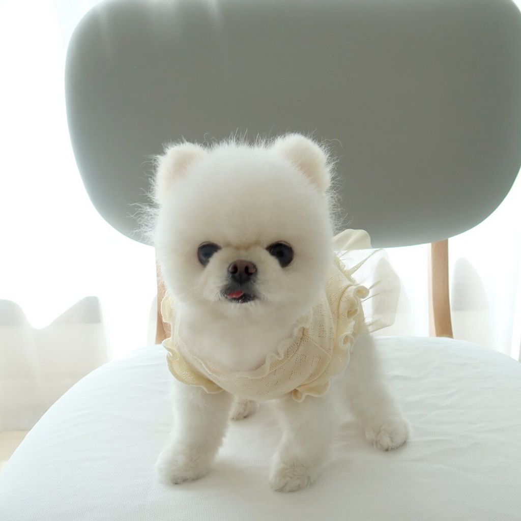 LINE_ALBUM_Honey dogg_260526_87
