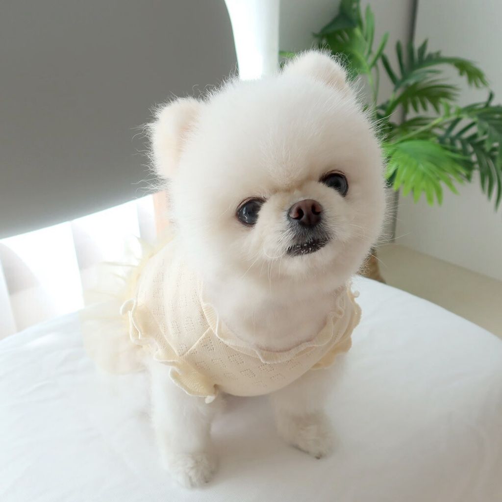 LINE_ALBUM_Honey dogg_260526_86