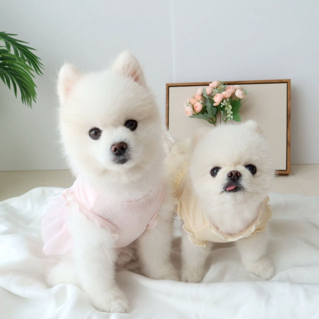 LINE_ALBUM_Honey dogg_260526_88