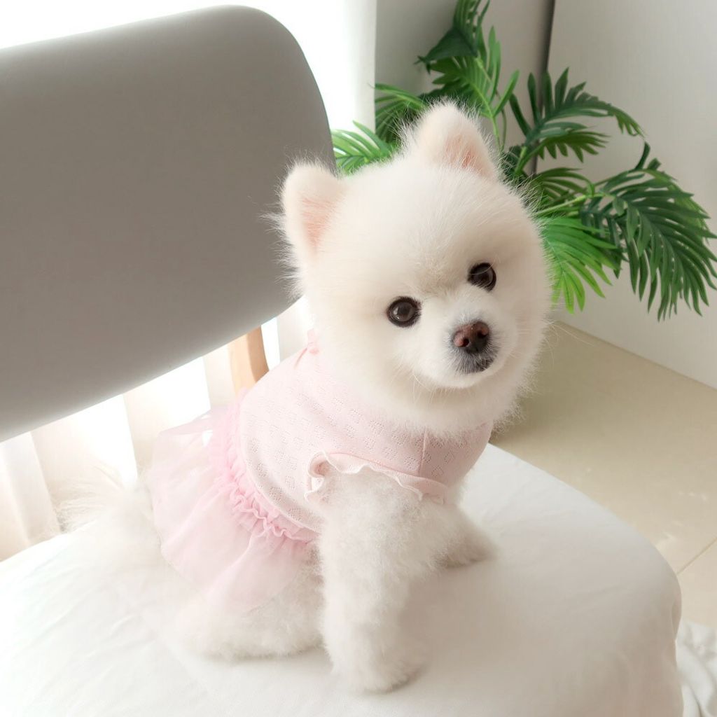 LINE_ALBUM_Honey dogg_260526_82