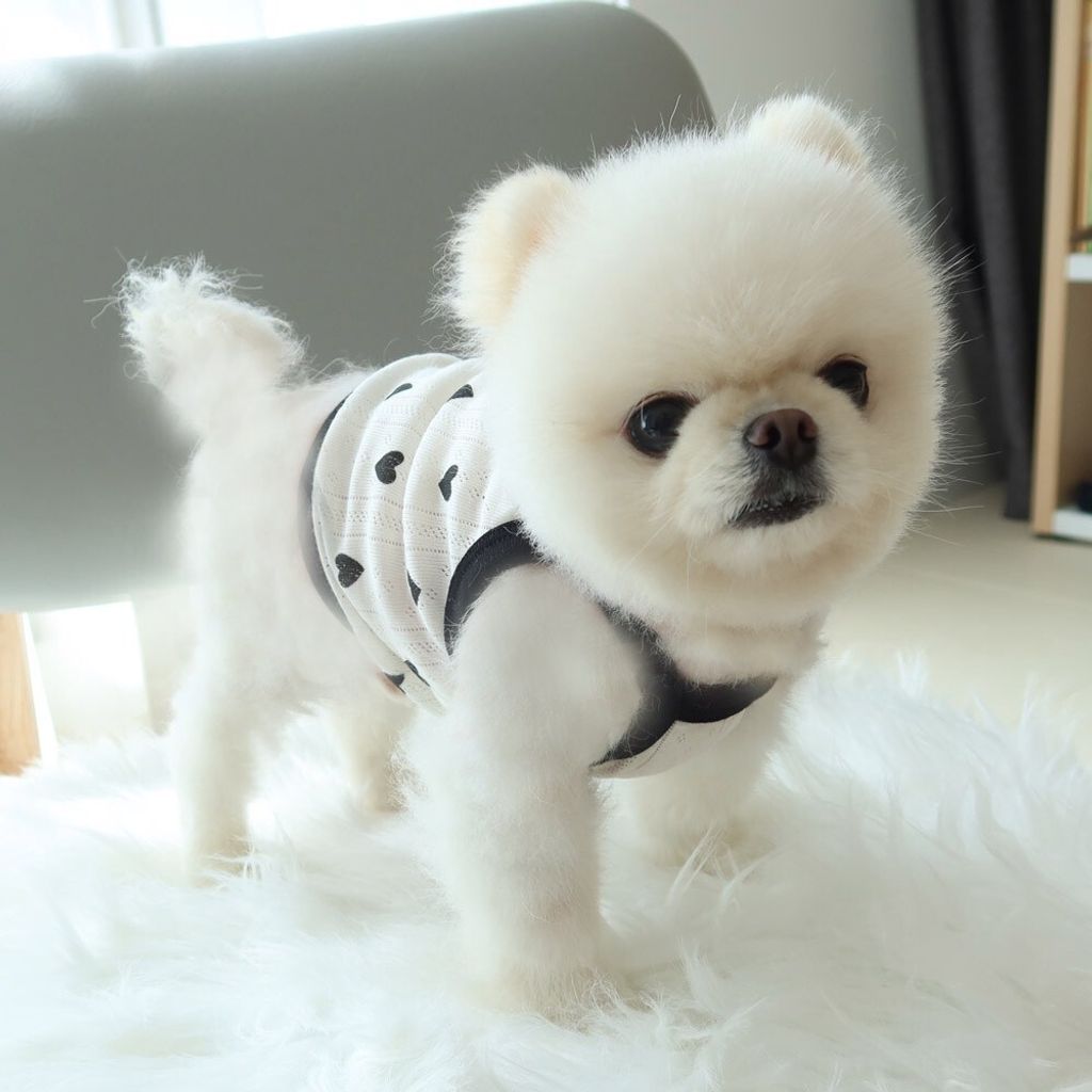 LINE_ALBUM_Honey dogg_260526_113