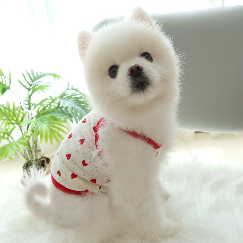 LINE_ALBUM_Honey dogg_260526_107