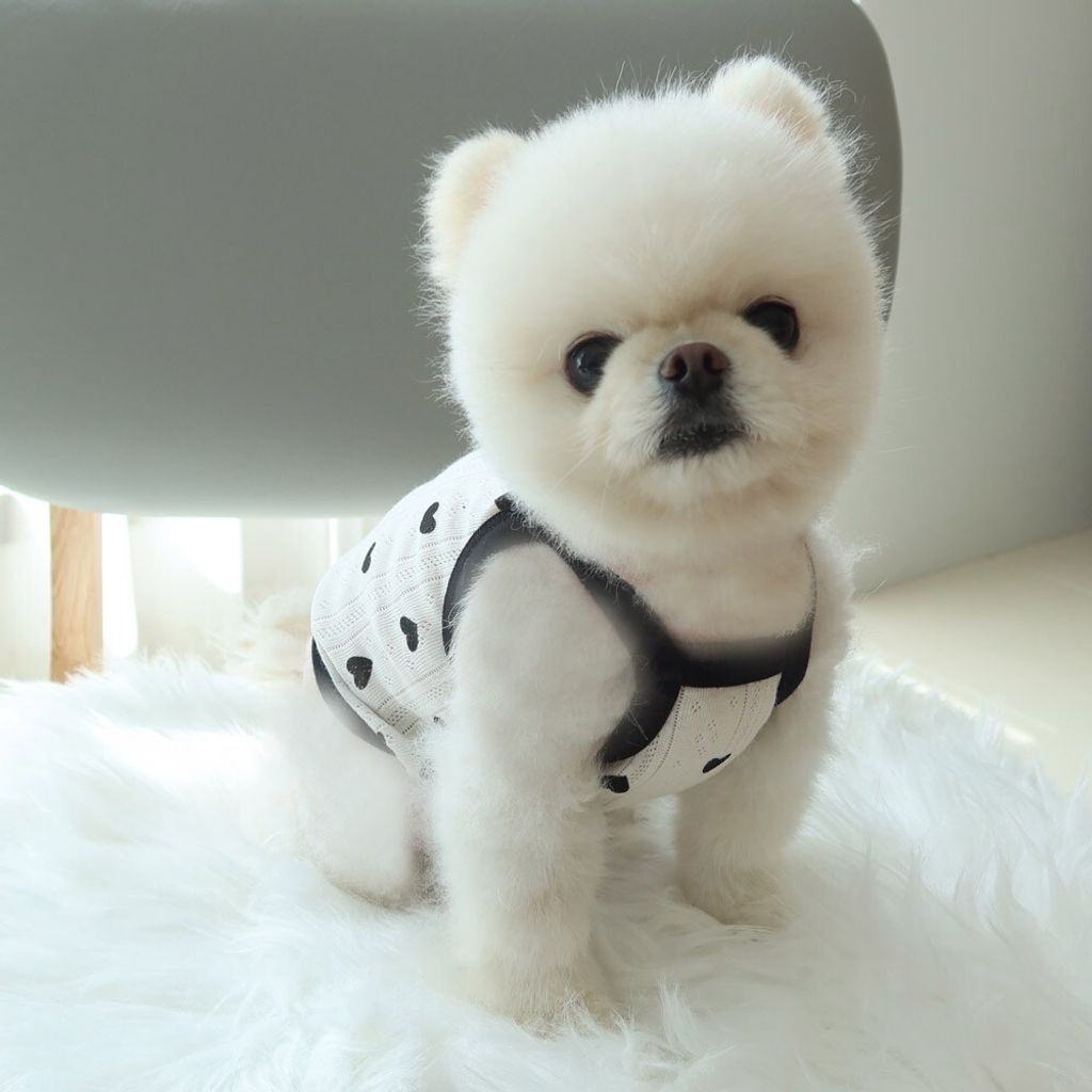 LINE_ALBUM_Honey dogg_260526_108